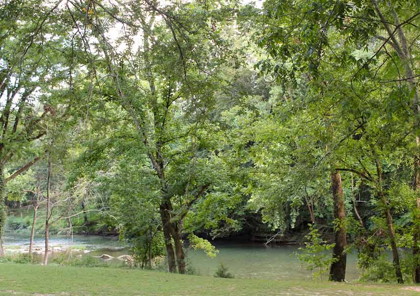 green trees and creek at Wildwood Park